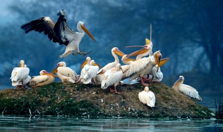 Bharatpur -Bird Sanctuary
